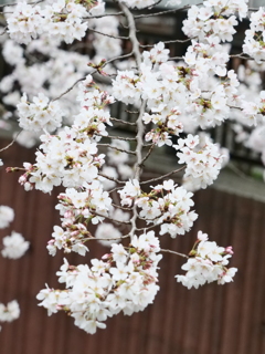 近所の散歩　桜　スナップ写真　Ⅱ
