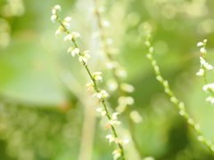 神代植物園　秋薔薇フェスタ　　白いハナミズキ