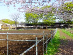 桜と加藤牧場の牛舎