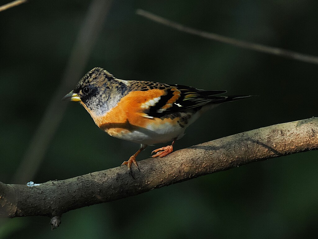 アトリに出会えた！