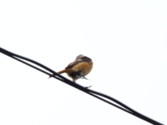 ジョウビタキ幼鳥　くるりんぱ④　　伊那市高遠城址公園にて