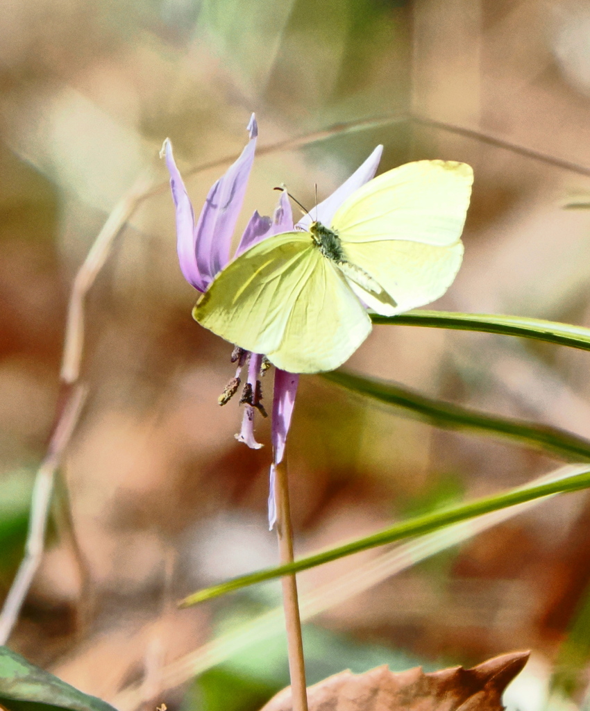 カタクリの花と蝶々　コンバータレンズTC-14を付けて