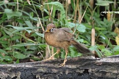 カッコイイガビチョウさん　あまり見たことが無いカッコよさ