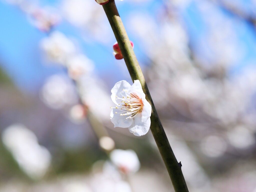 白梅Ⅰ　（大倉山梅林）