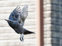 イソヒヨドリ♀の飛翔　　久しぶりに雀ちゃん以外の野鳥が撮れた