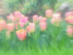 引き寄せるチューリップ