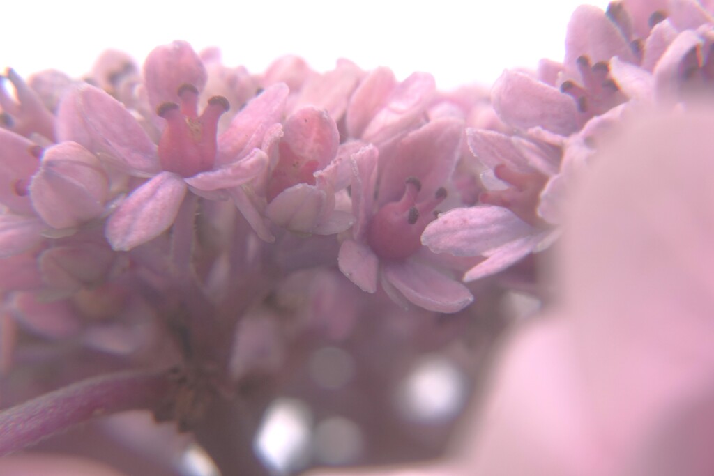紫陽花の花　（二子玉川公園より）