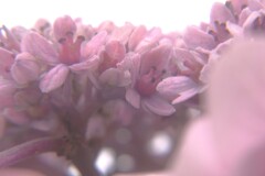 紫陽花の花　（二子玉川公園より）