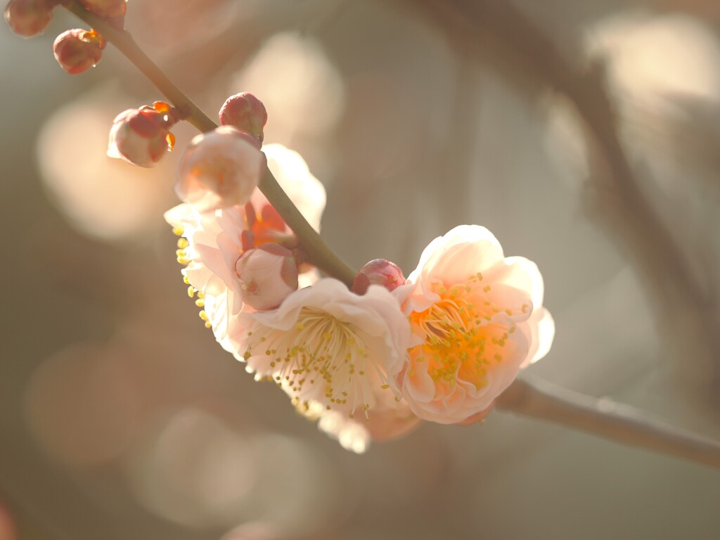 淡色の梅