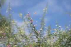 西方寺　青い空に映える萩の花