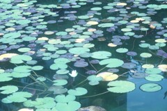 未熟なスイレンⅡ（二子玉川帰真園より）