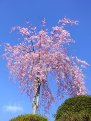 枝垂れ桜