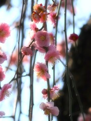 枝垂れ紅梅