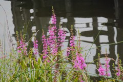 水辺に咲く花