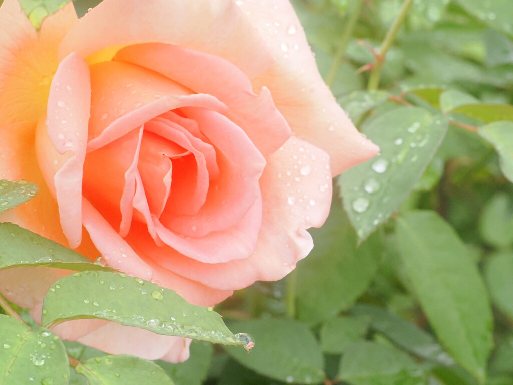 神代植物園　秋薔薇フェスタ　　上品で優しい色合い