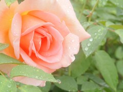 神代植物園　秋薔薇フェスタ　　上品で優しい色合い