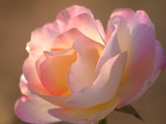 ふんわりと優しく秋を装う薔薇