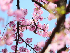 新宿御苑の桜　Ⅷ