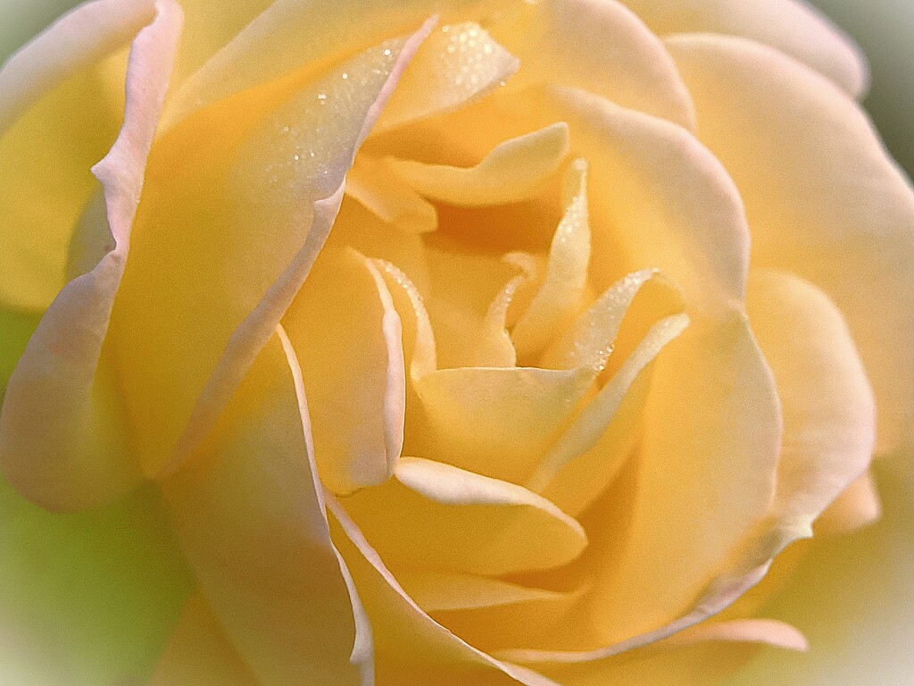 朝霜の雫を纏う淡い薔薇の花びら