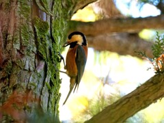 ヤマガラちゃん見つけた　四人のオフ会　昭和記念公園　