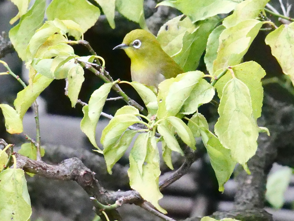 今、外が賑やかと思いベランダからメジロちゃんを発見