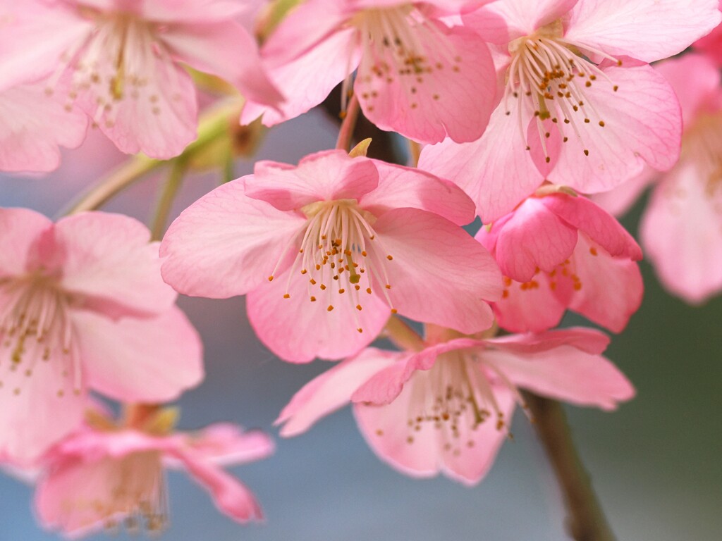 一足早く春のおとづれ　　桜
