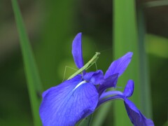 カキツバタとカマキリ　　かんてんぱぱガーデンにて
