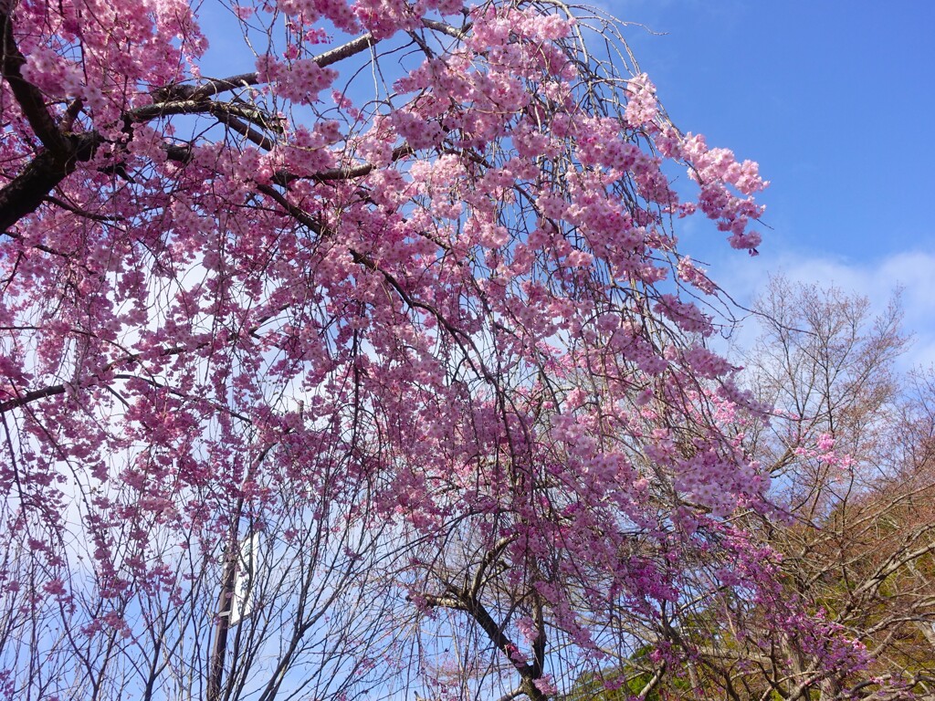 零れ落ちるような枝垂れ桜