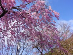 零れ落ちるような枝垂れ桜