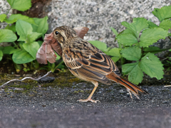 伊香保温泉　ホオジロ幼鳥の朝食