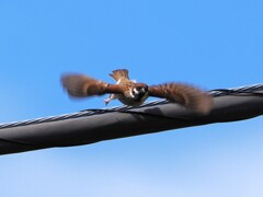 久しぶりの雀ちゃんの飛び出し