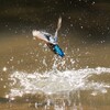 幼鳥カワちゃんの水遊び、離水　Ⅲ