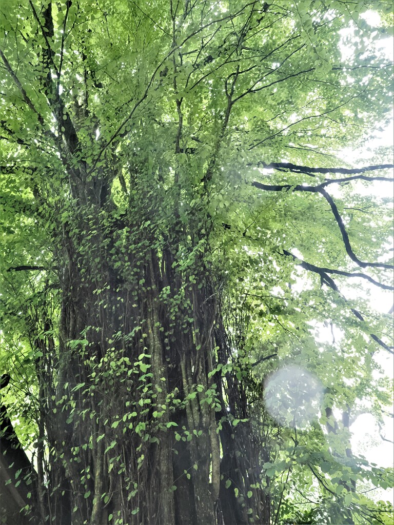 貴船神社御神木