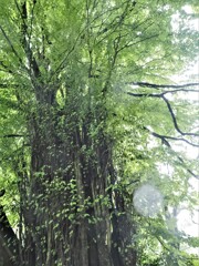 貴船神社御神木
