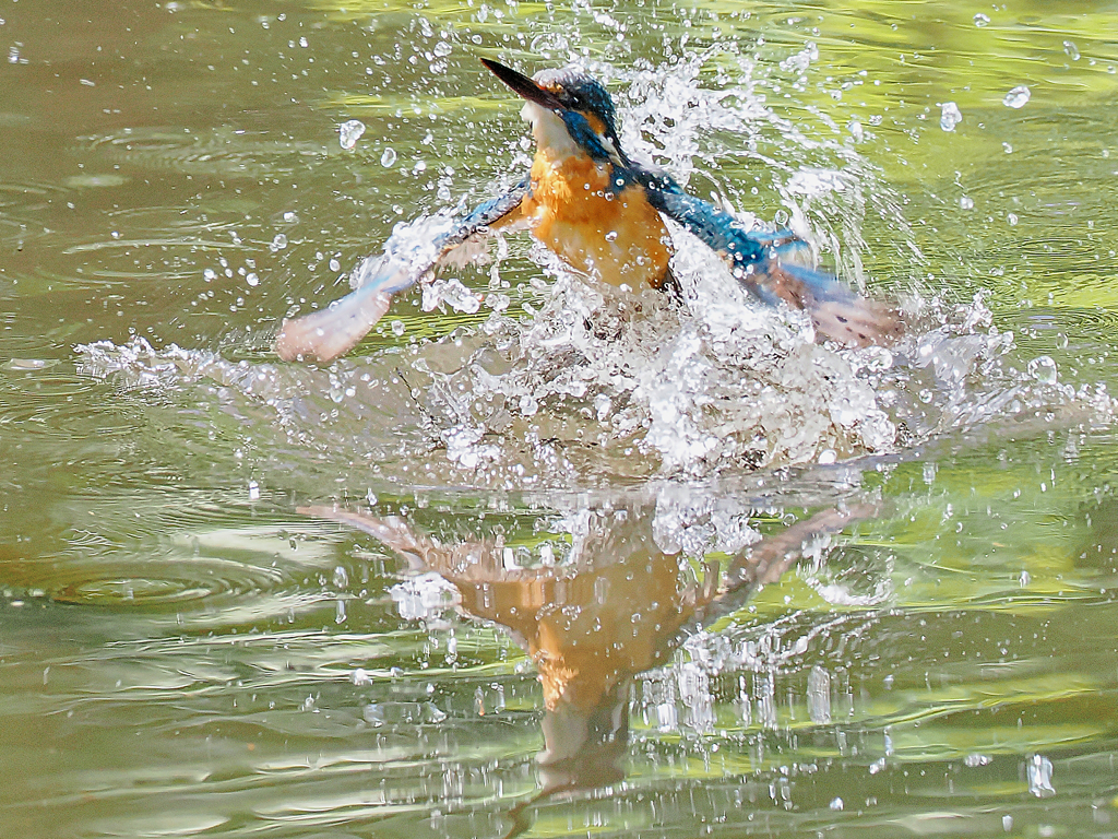 カワセミ三昧　三日目　　LENS＋MC14　　離水　　可愛いペンギンのよう