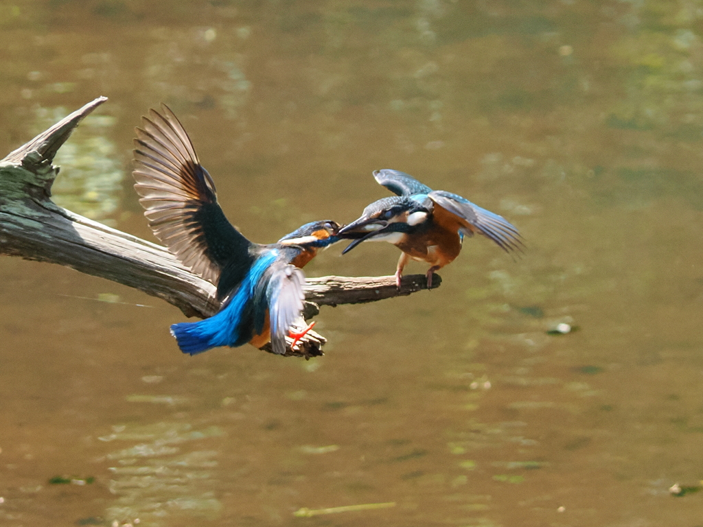 翡翠親子　子供への給餌　　あっ！足が～
