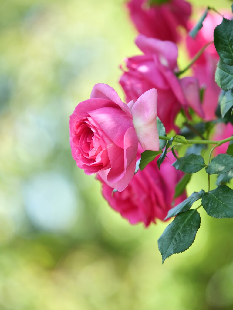薔薇　イングリッシュガーデンよりⅠ