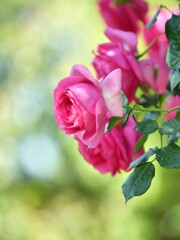 薔薇　イングリッシュガーデンよりⅠ
