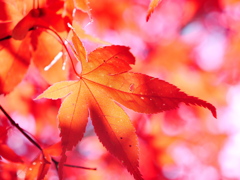 高遠城址公園へ戻って、綺麗に紅葉したもみじ