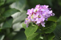 西方寺に咲く紫陽花