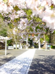 高麗神社の参道Ⅲ