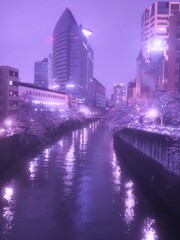 目黒川の夜桜　中目黒から目黒まで川沿いの桜を見ました。