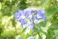 爽やかな紫陽花