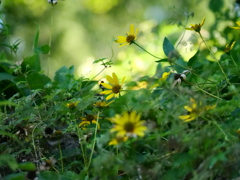 ひまわりもどきが咲いている　高遠　朝のお散歩