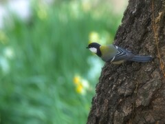 シジュウカラ