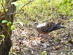 キジ鳩の若ちゃん
