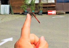 私の指にしがみつくかわいいトンボちゃん