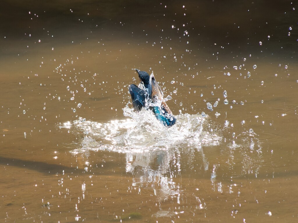 幼鳥カワちゃんの水遊び、離水