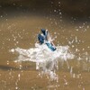 幼鳥カワちゃんの水遊び、離水