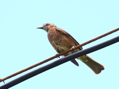 リュウキュウヒヨドリ